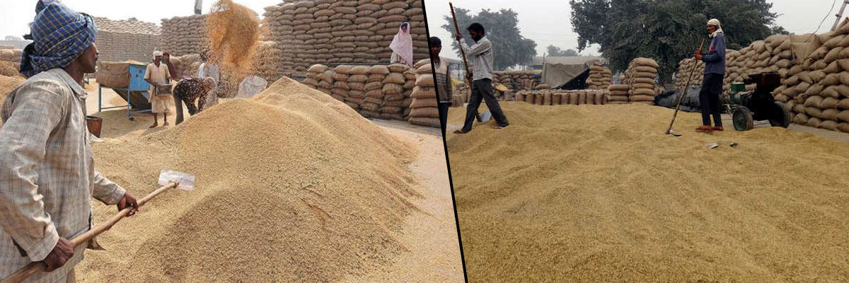 Paddy purchase in record scale in Telangana