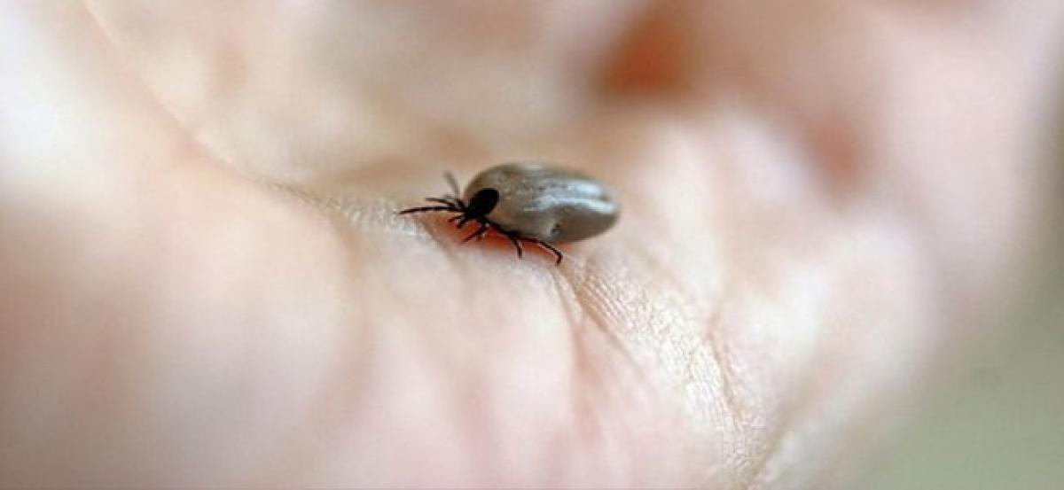 Tickborne diseases likely to increase: Study
