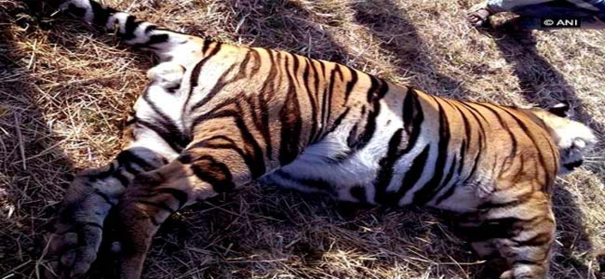 Tiger found dead in MP