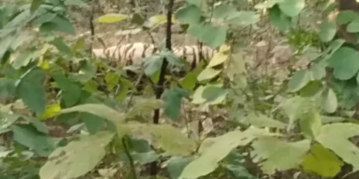 Tiger Found Dead In Maharashtras Umred-Karhandla Wildlife Sanctuary