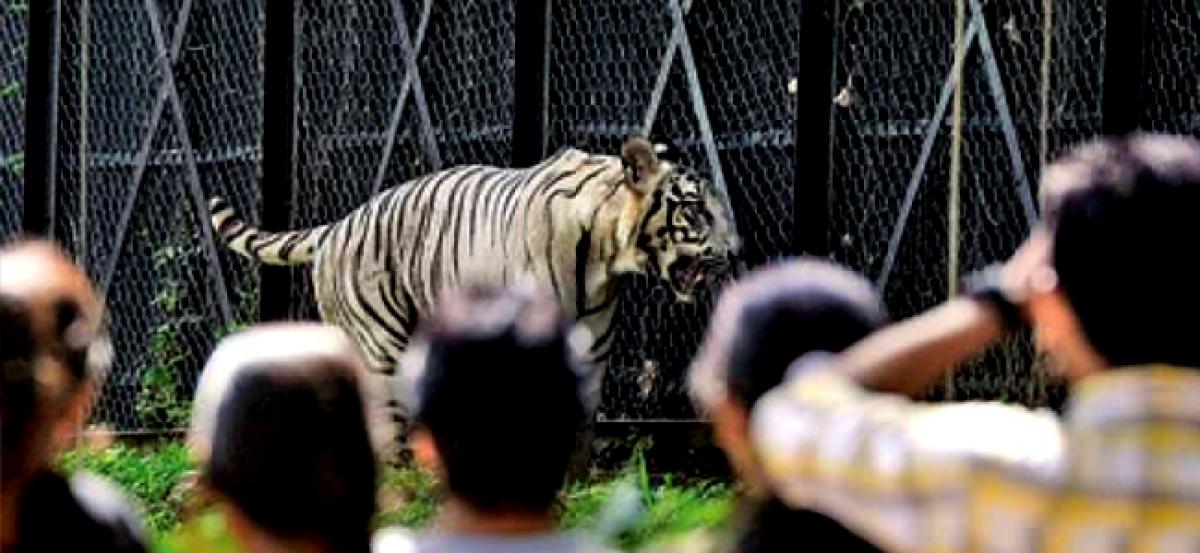 Delhi zoo falters on animal deaths in inventory report