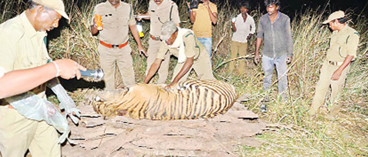 DFO confirms death of tiger in Nallamala