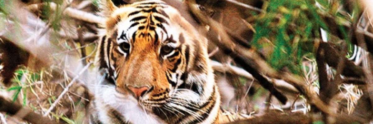 Tiger electrocuted in Maharashtra, dies farm near Tadoba-Andhari Reserve