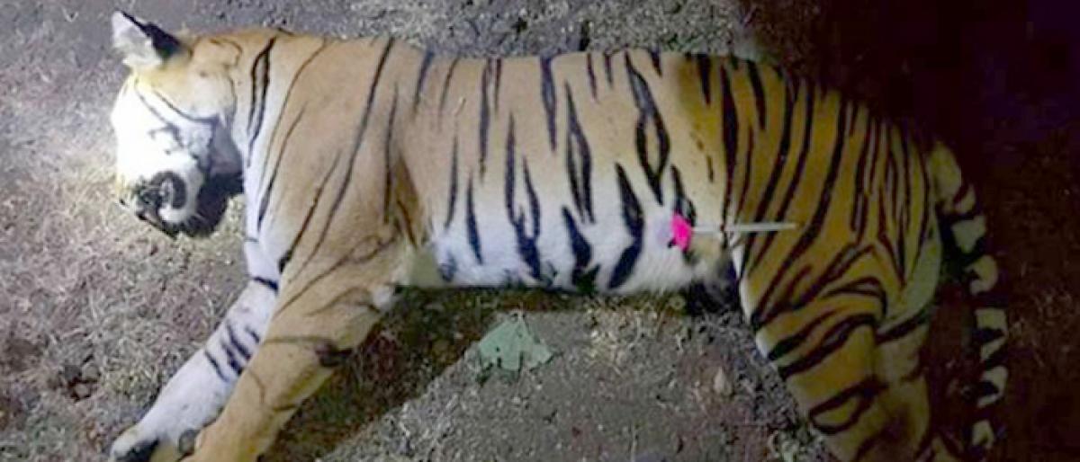 Hyderabad based hunter kills T1 man-eater tigress in Yavatmahal