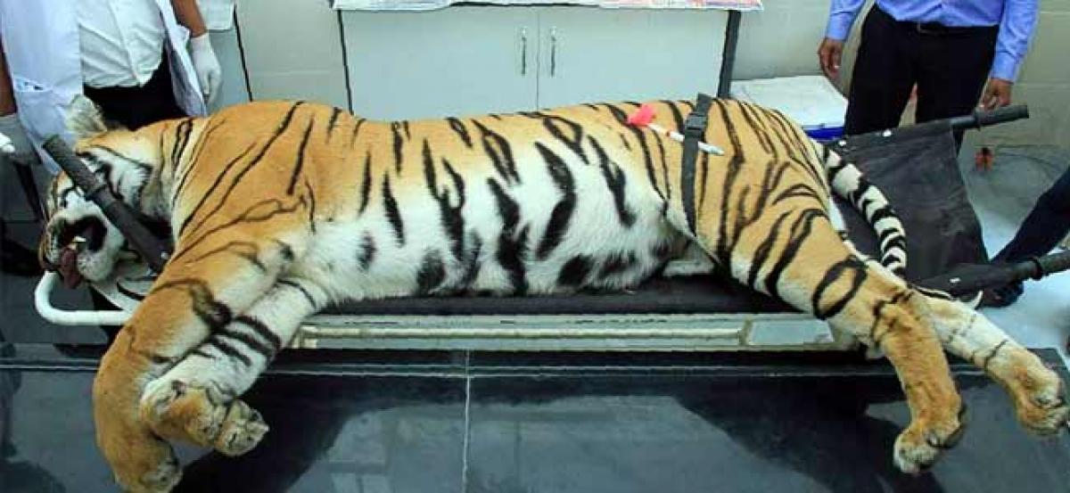 Tigress Avni, shot dead for hunting people, had not eaten for 4-5 days: Necropsy report