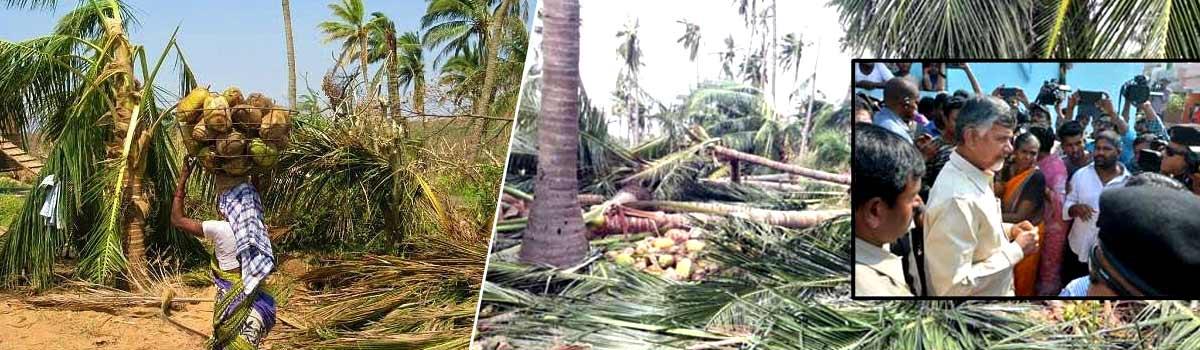 3.32 lakh farmers affected by Titli cyclone