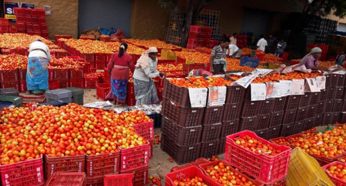 Tomato glut hits farmers hard