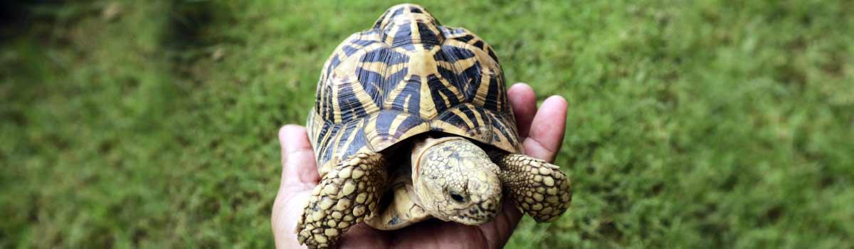 50 Indian star tortoises rescued from Singapore: NGO