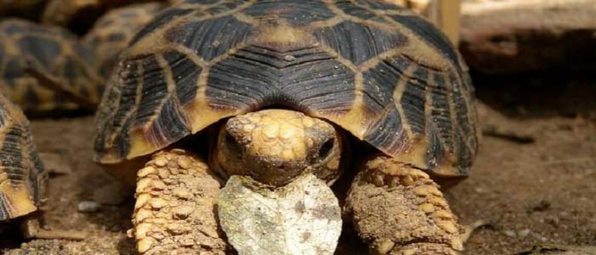 Burmese star tortoise comes back from extinction