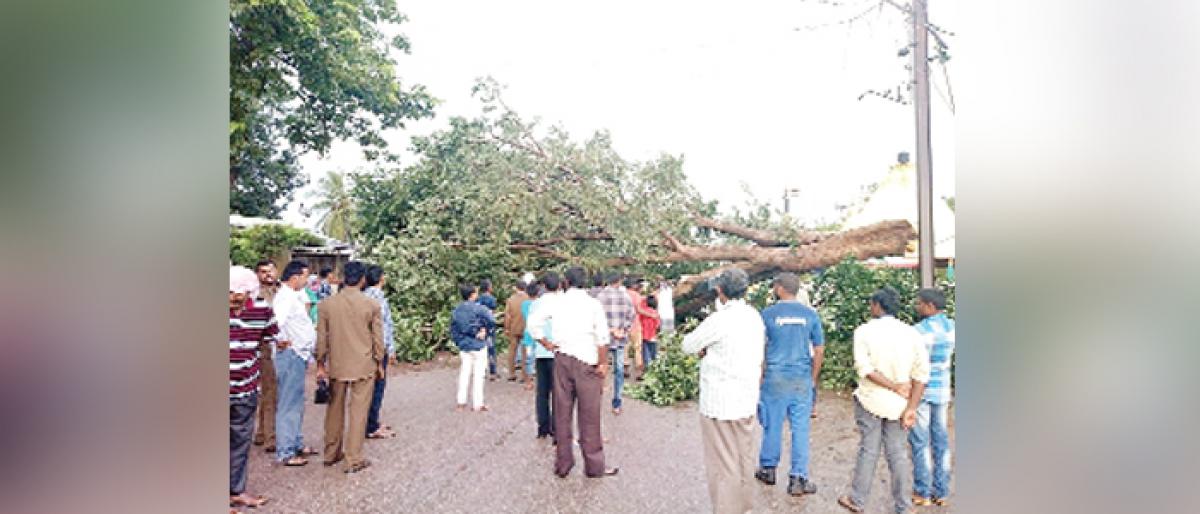 Heavy rains: Uprooted trees block highway