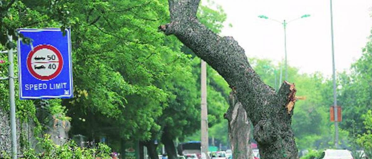 Delhi HC halts felling of trees in Delhi