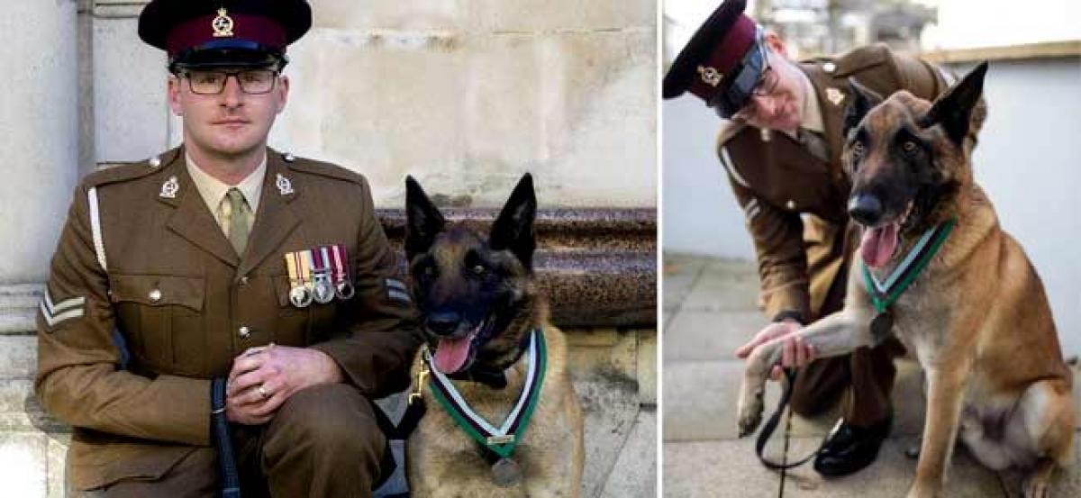 UK military dog awarded medal for saving troops in Afghanistan