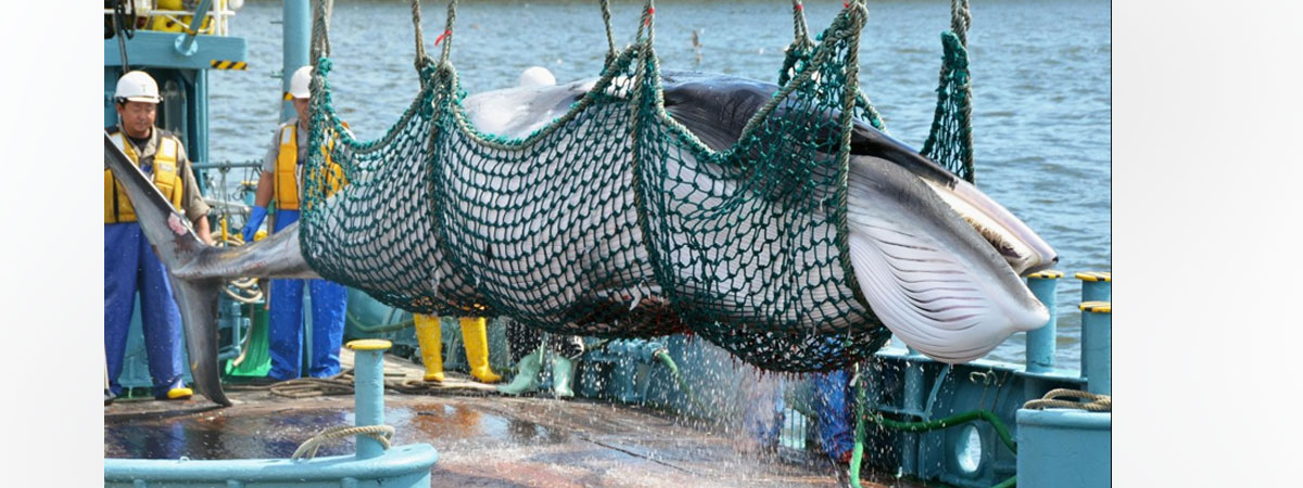 Japan to resume commercial whaling from July 2019