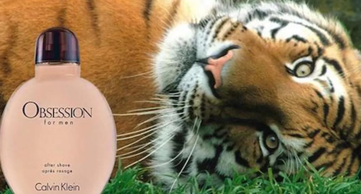 New operation using Calvin Klein perfume to lure tigress