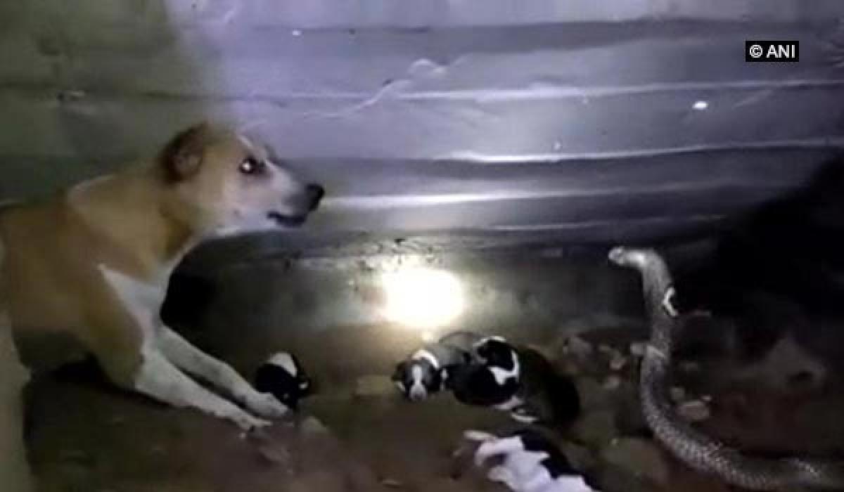 Dog fights poisonous cobra to save her puppies!