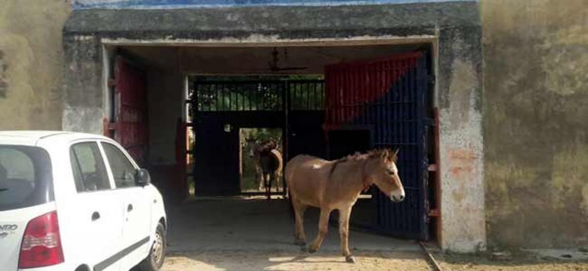 UP district jail houses unusual guests!