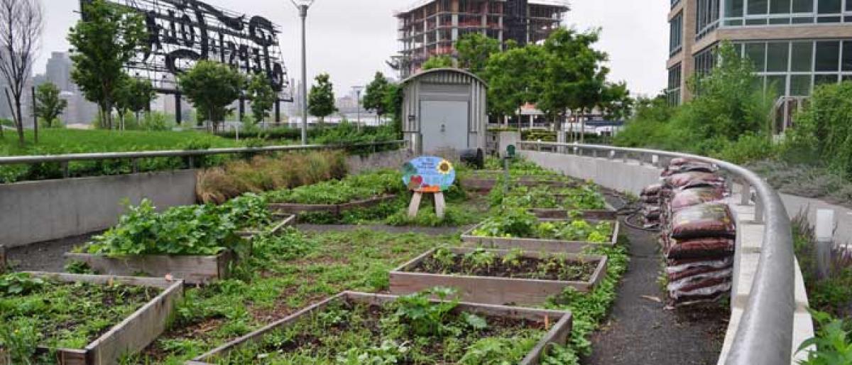 Urban farming new mantra