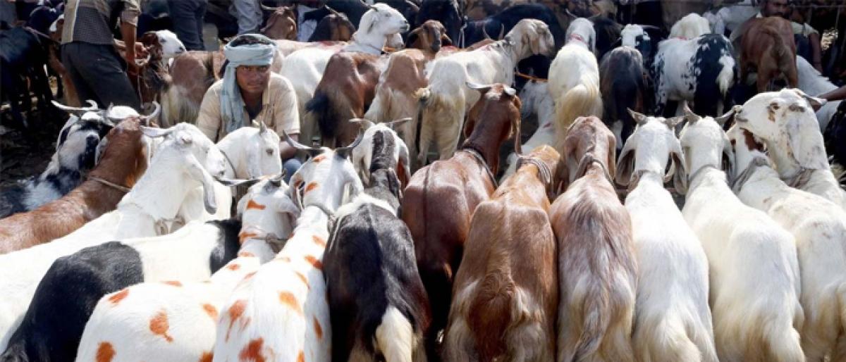 Uttarakhand HC bans animal slaughter in the open