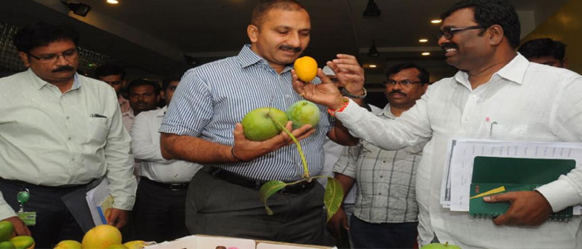 Mangoes may become dearer