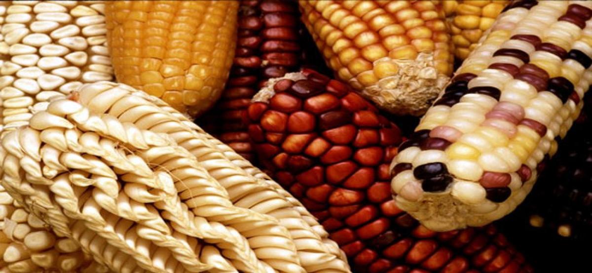 Vitamin E find paves way for more nutritious maize