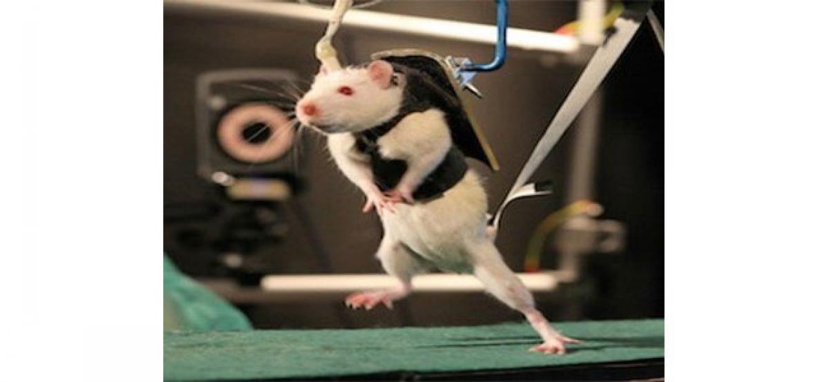 Walking restored in paralysed mice with spinal cord injury