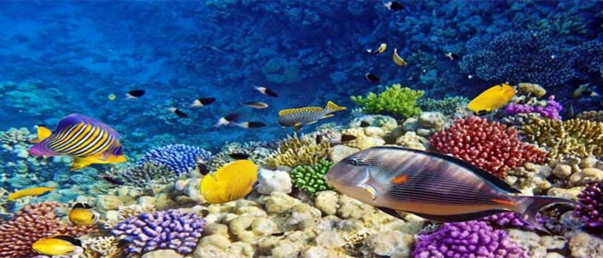 Warmer oceans set to hit global marine diversity
