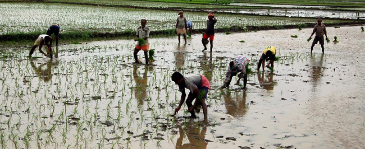 Workers from West Bengal, Uttar Pradesh help Godavari farmers