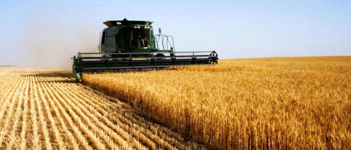 Wheat production on target