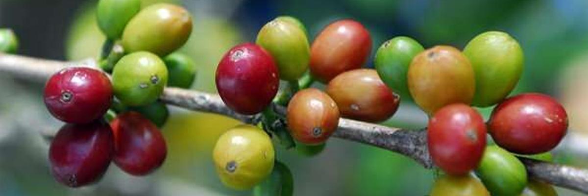 Wild coffee plants, Christmas and chocolate trees poorly protected