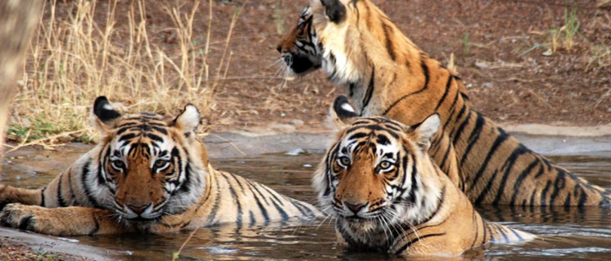 Tiger population across Asia to triple: Study