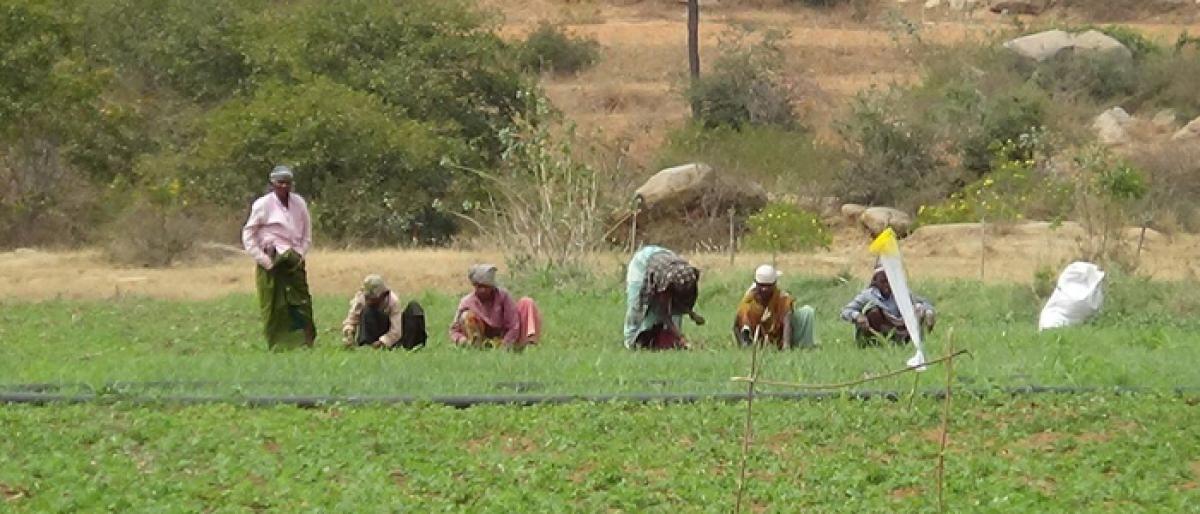 Drought-proofing agriculture