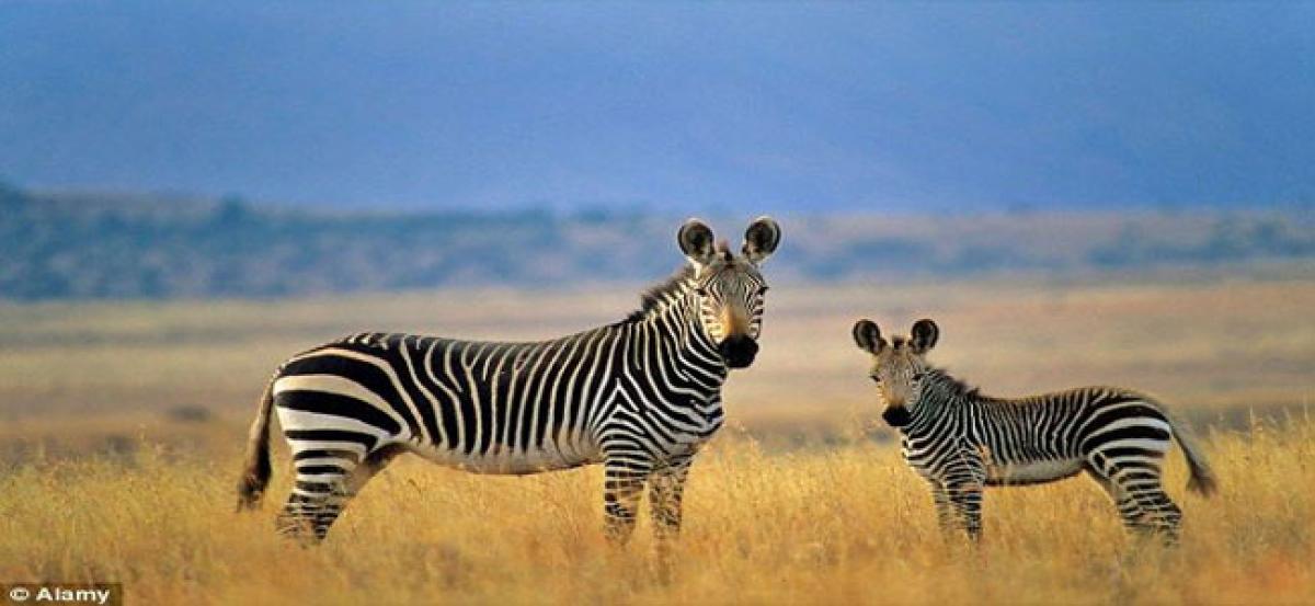 Zebras signature stripes dont keep them cool