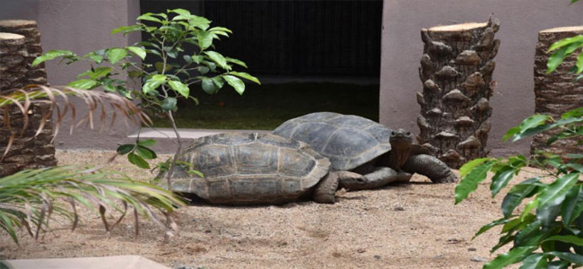 Giant tortoise pair from Seychelles, a new attraction at zoo