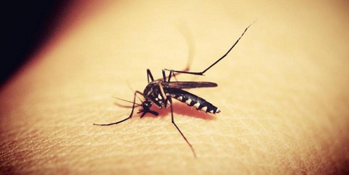First case of Zika virus surfaces in Rajasthan after woman tests positive