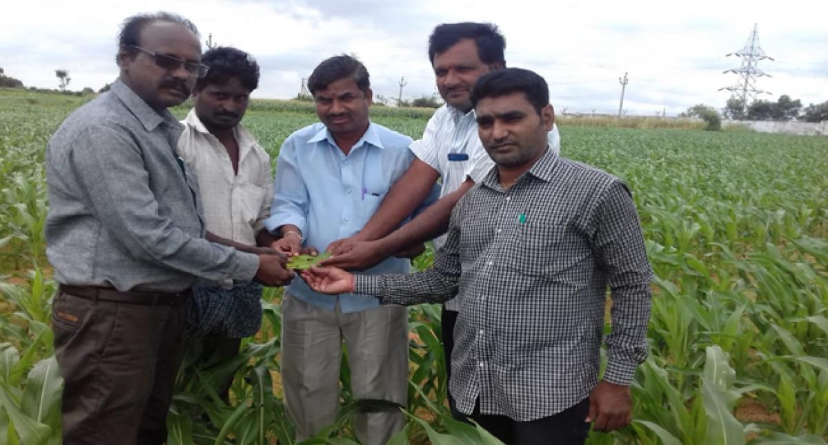 Worst enemy of farmers Scissor Worm destroys maize crop