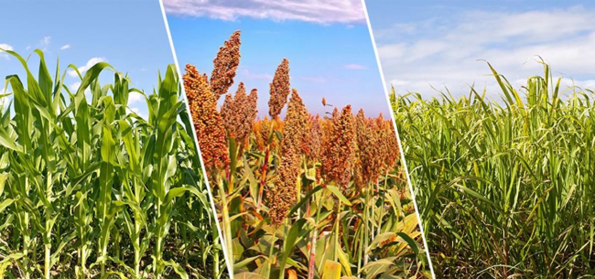 Crop diversification proposed in Srikakulam