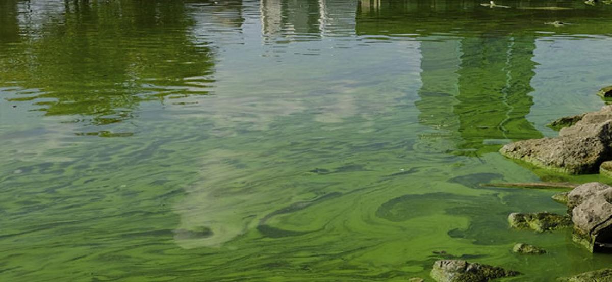 Hyderabad’s drinking water sources face trouble with algae growth