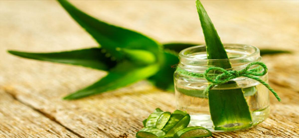 Treat yourself with the goodness of ‘Aloe Vera’