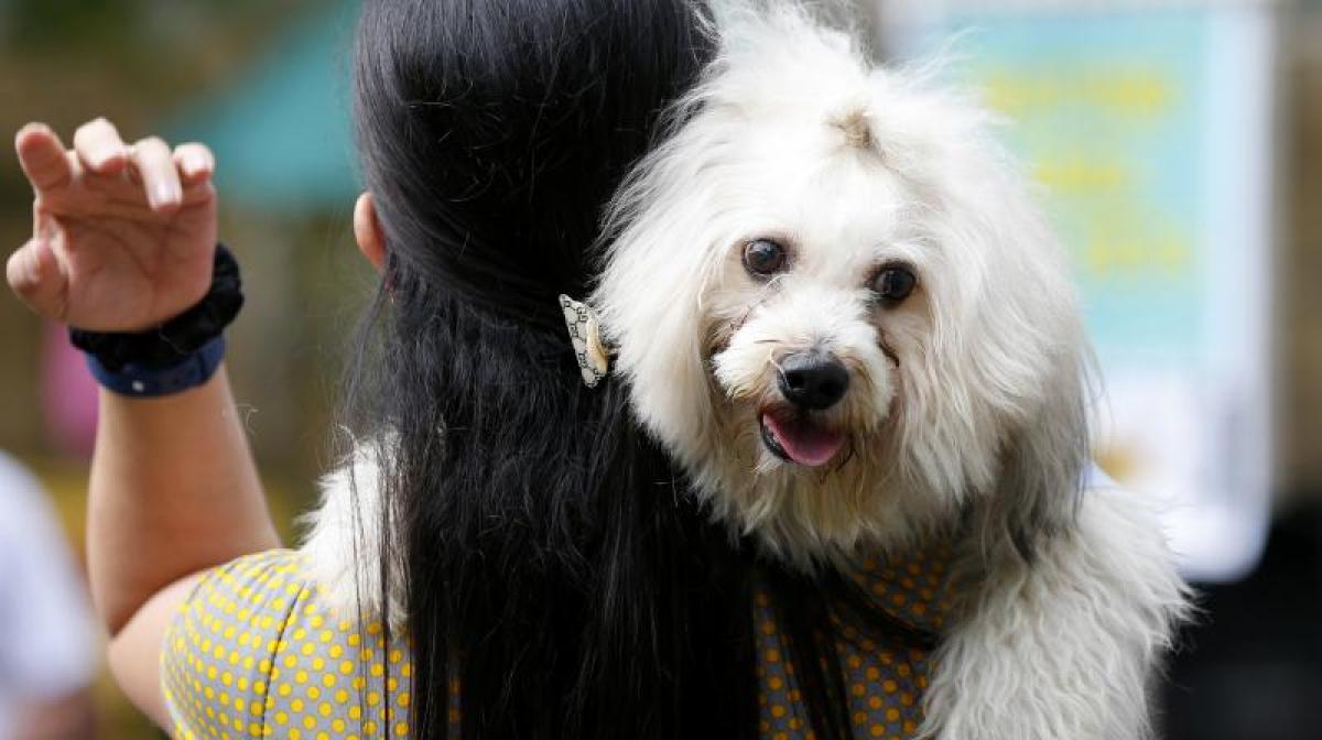 Animal lovers in Iraq take to internet to save Baghdad’s strays