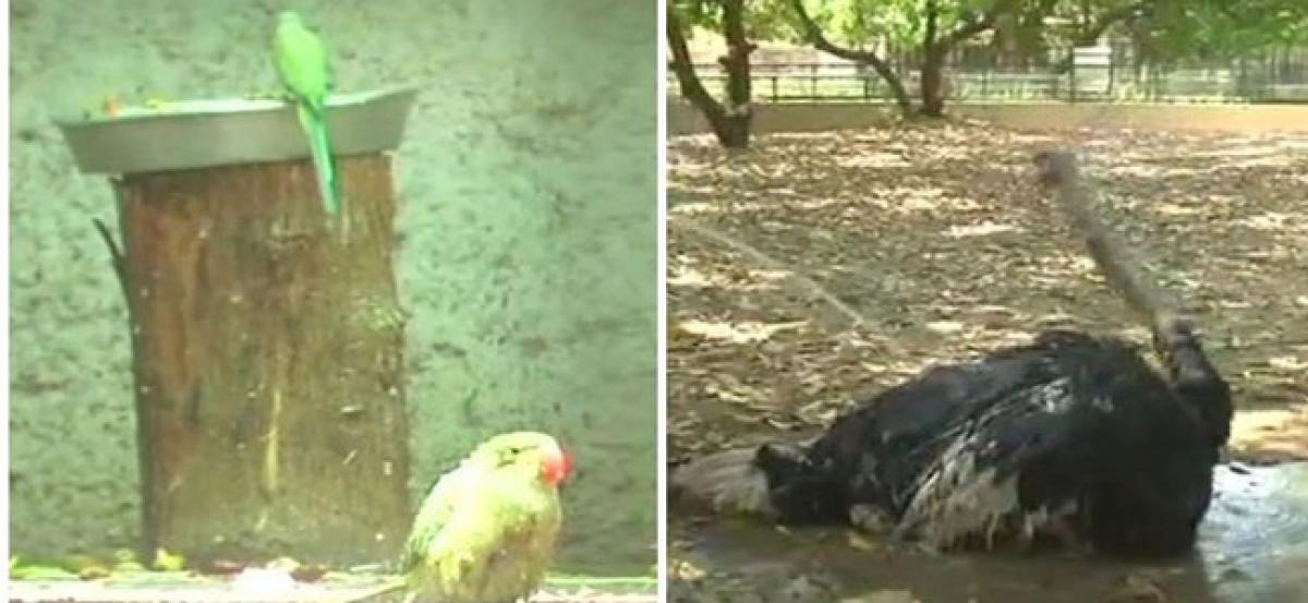 Surat Zoo makes special arrangements to keep animals cool