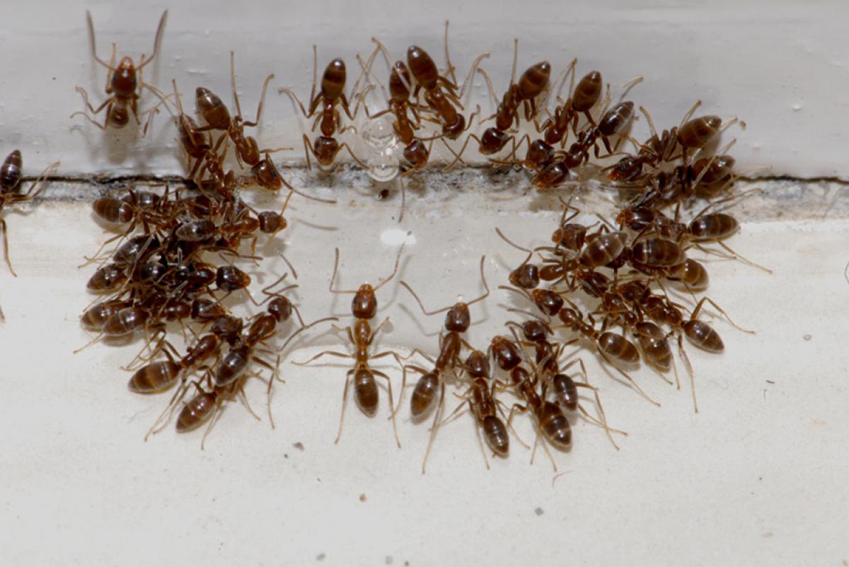 Why some corporate make its people ‘just ants’