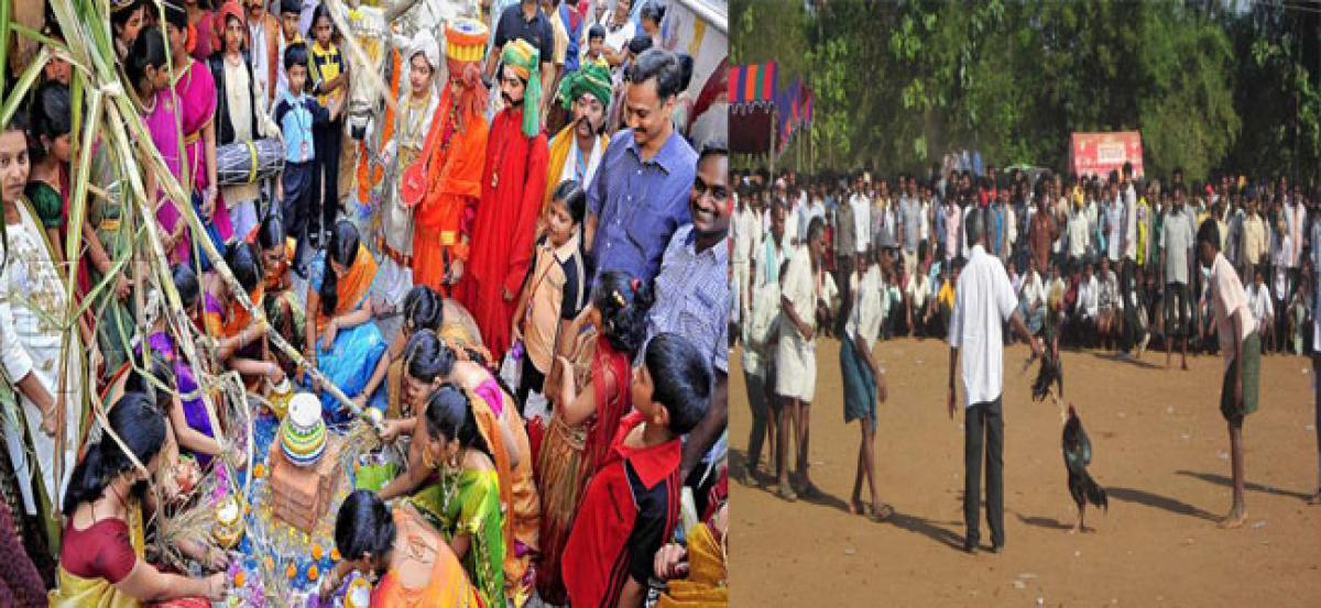 Telugus celebrate Sankranthi with religious fervour