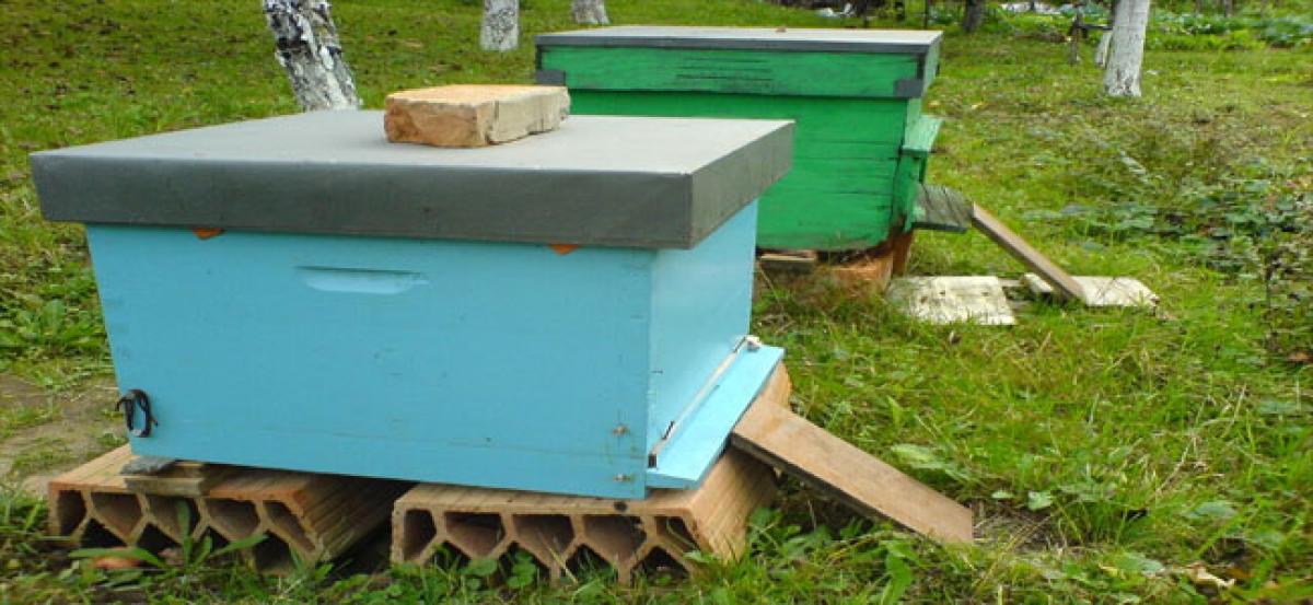 Apiculture turnS profit venture for tribals