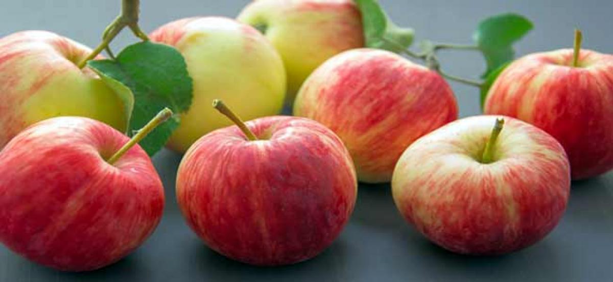 Soon, better performing disease-resistant apples