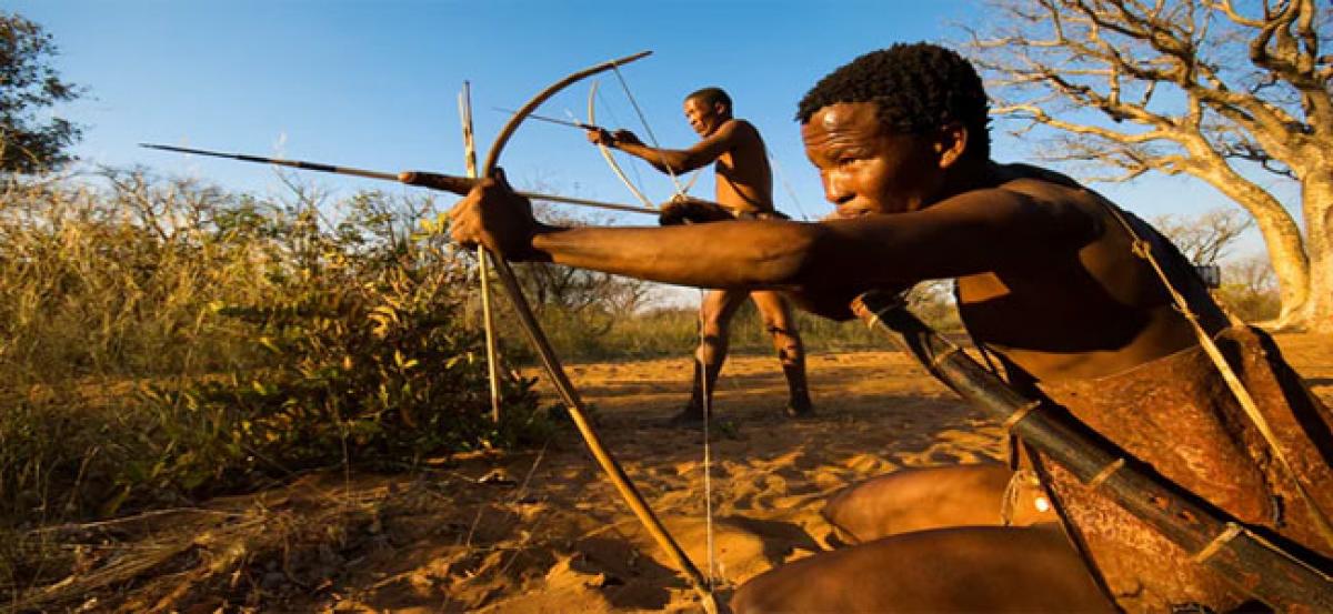 African arrow poison a prospective male contraceptive?