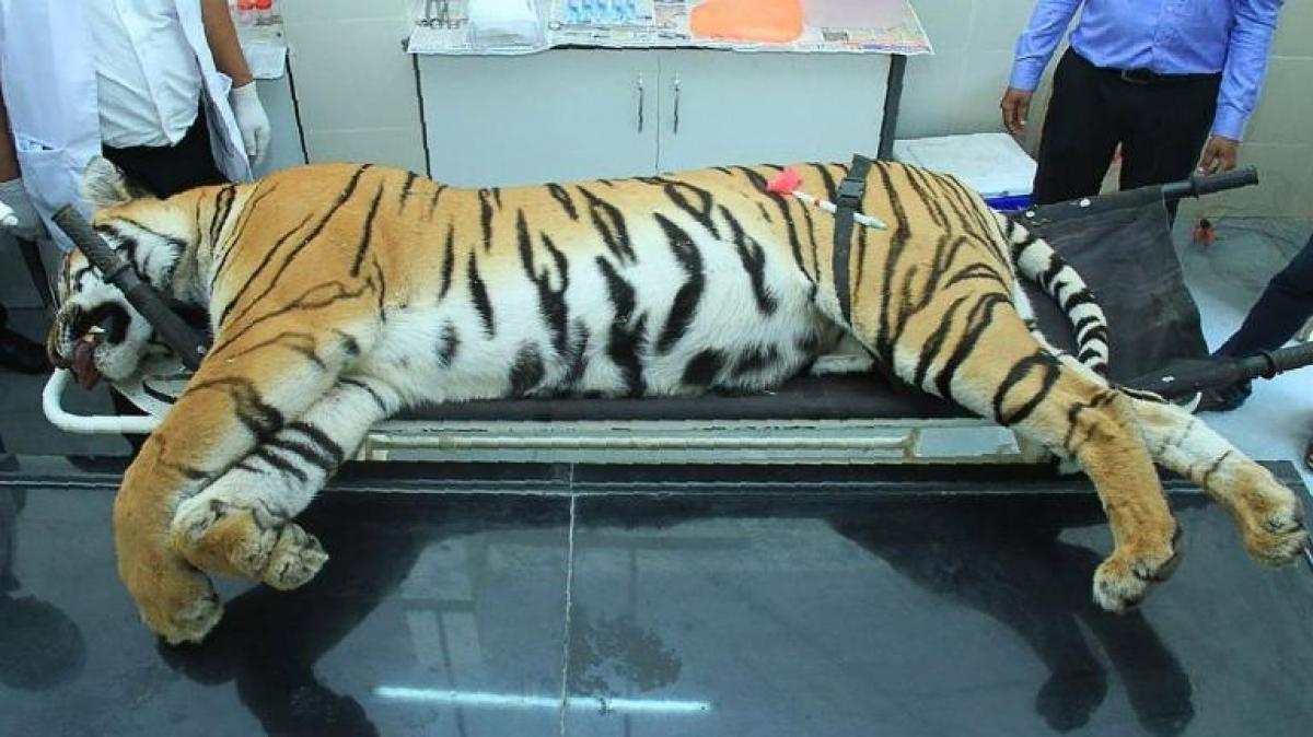 Hyderabad shooter ready to face any probe into tigress Avni killing