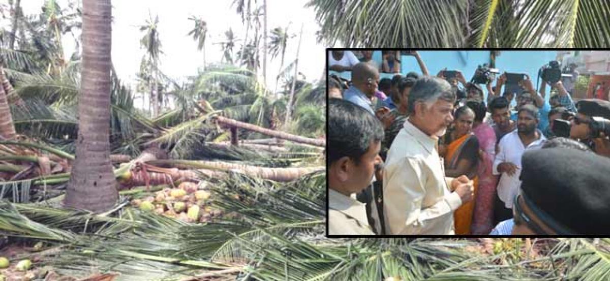 Titli hits coconut, cashew farmers hardly - Ten years time required for revival