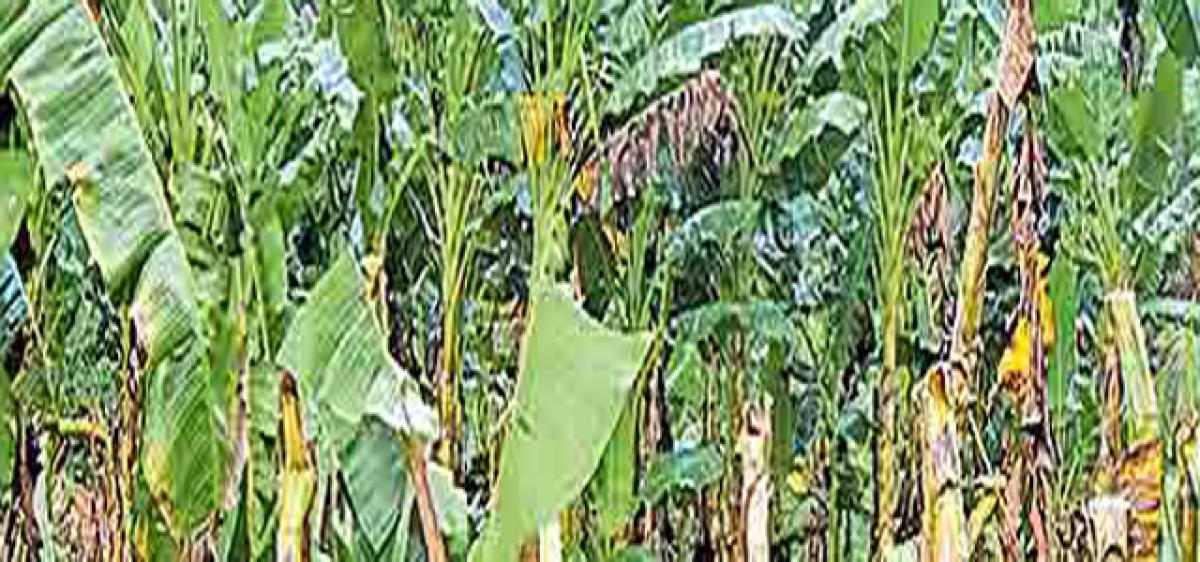 Crops worth 29.4 cr damaged due to unseasonal rain 