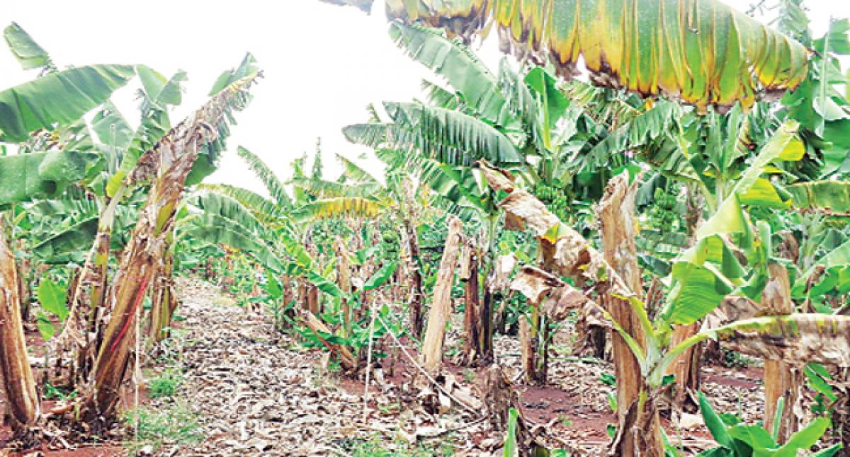 Panama disease threatens survival of banana varieties