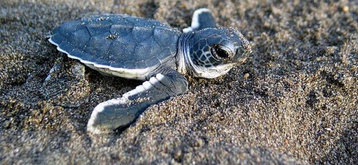 How lower temperature turns a baby turtle into a male